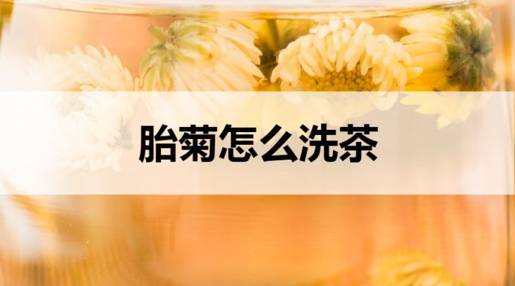 胎菊怎么洗茶？