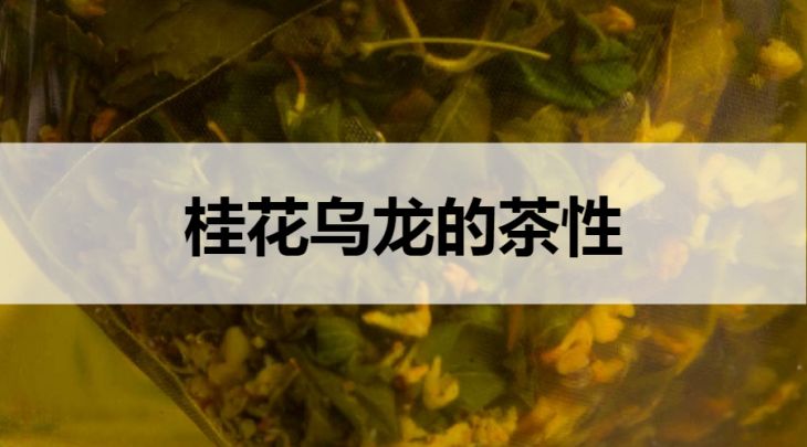 桂花乌龙是温性茶吗？