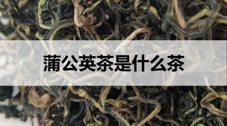 蒲公英茶是什么茶？
