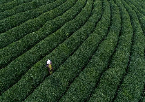 茶叶栽培技术（茶叶种植管理技术和施肥方法）