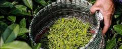 传统制茶工艺口感更纯净的绿