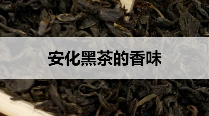 安化黑茶的香气什么样？