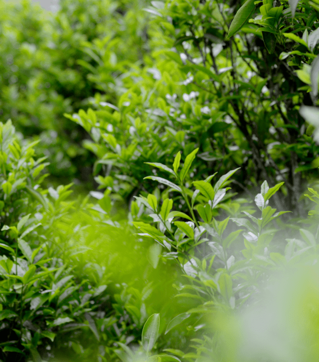青茶 | 广东乌龙 —乌岽单丛 凤凰单丛的茶发源地中心 