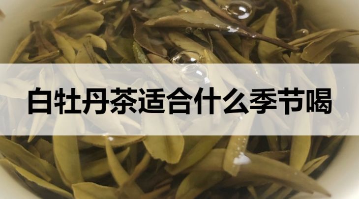 白牡丹茶适合什么季节饮用？