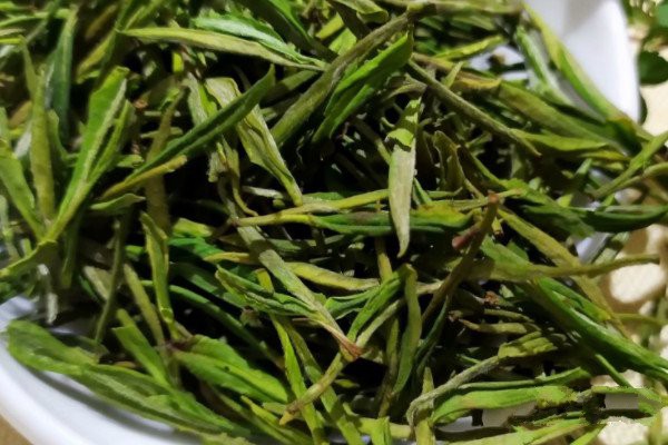 安吉白茶是属于什么茶类_安吉白茶属于哪类茶(白化绿茶)