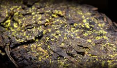 黑茶金花是怎么形成的？为什么会形成？