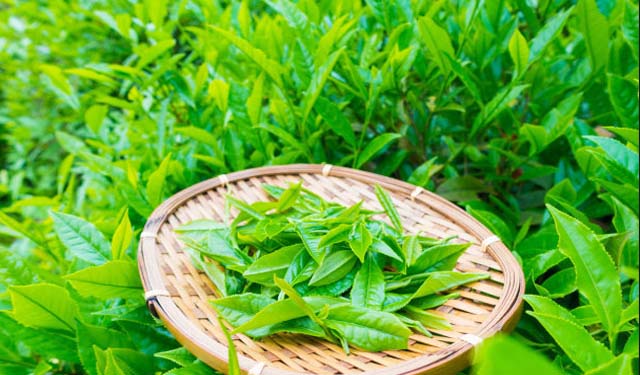 【茶知识】日照绿茶特性及功效与作用