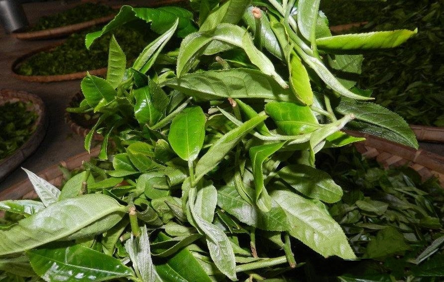 普洱茶叶子的大小和树龄的关系