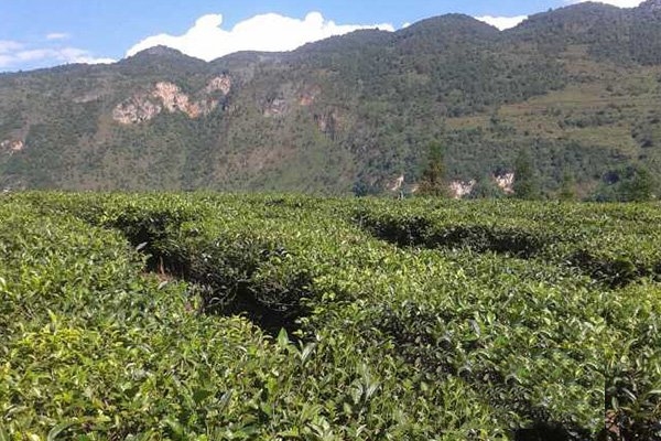 茶叶在世界各地的分布情况  中国产茶的省份有哪些