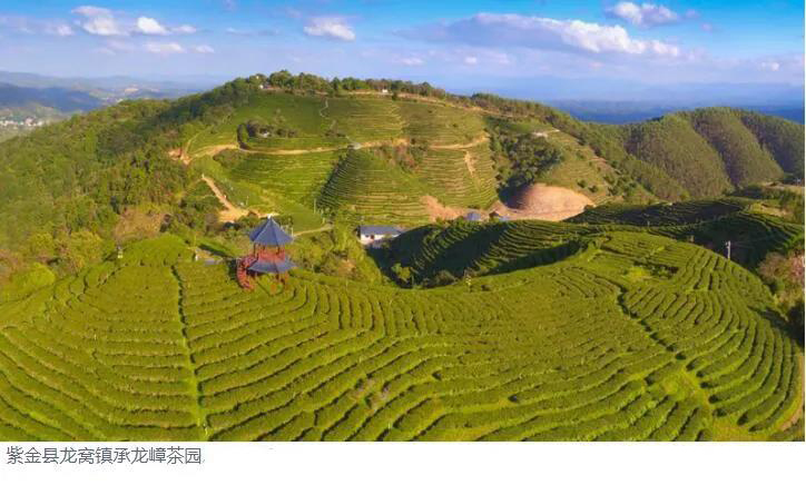 紫金茶成广东三大名茶，茶产业走在河源前列