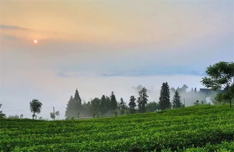 小茶叶结硕果 湄潭县茶旅一体打造国家现代农业产业园观察 ​