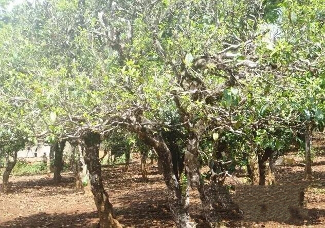 滇南作为茶树起源温床的原因