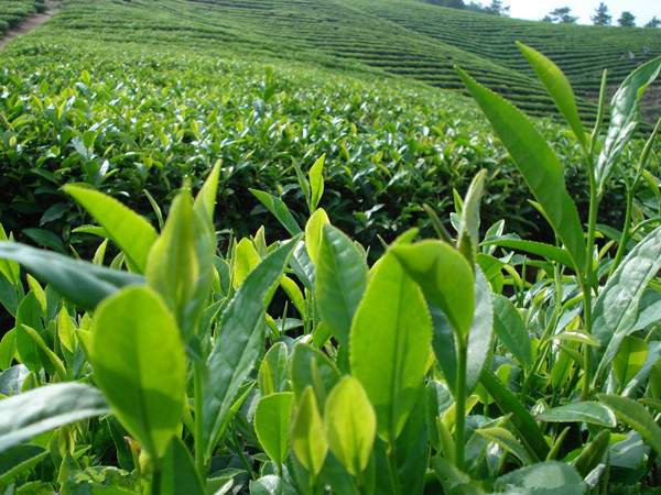 资讯：普洱茶居全国农产品公用品牌价值百强榜第四