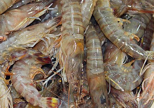 基围虾为什么贵，死了多久不能吃