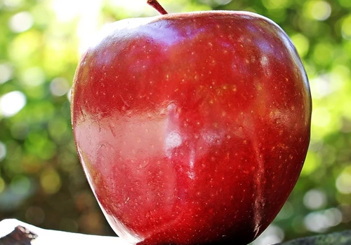 宇宙脆Cosmic Crisp苹果能保存多长时间 每天吃一个苹果坚持1年