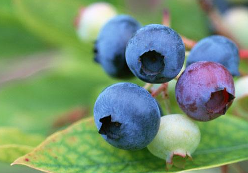 蓝莓用什么水泡好 皮肤过敏可以吃吗
