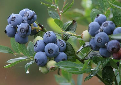 吃蓝莓舌头变黑如何避免 多久恢复正常