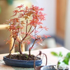日本进口红枫盆景，太珍贵，养眼更招财，一般人没看过