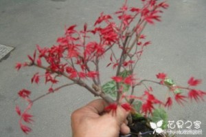 怎么将红枫小苗制作成雅观大气的枫树盆景红枫盆景制作与养护