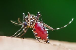 夏天养花容易滋生蚊子怎么办？夏季蚊虫多防蚊驱蚊的方法