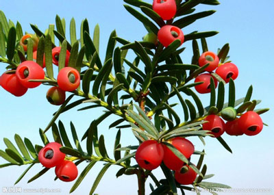 红豆杉的药用价值：详解红豆杉的作用与功效有哪些？