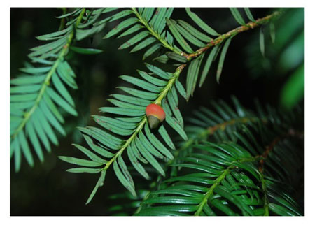 红豆杉的品种介绍——喜马拉雅红豆杉图片及简介