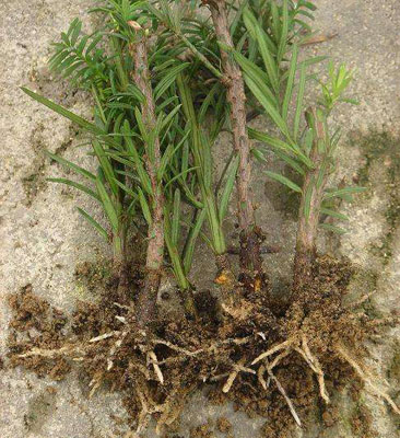 红豆杉的繁殖方法——红豆杉扦插繁殖方法和要点