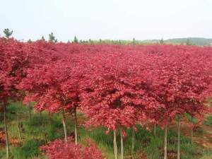 红枫的种植方法以及日常养护事项