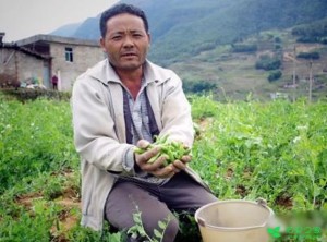 菜豌豆种植效益高，一亩地一季收入近4000元！