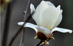 白玉兰花的寓意是什么花语介绍  种白玉兰有风水讲究吗