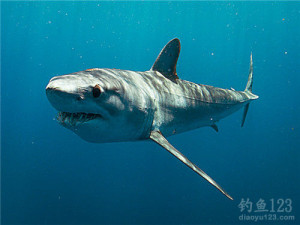 英国钓友意外钓到重达400斤鼠鲨