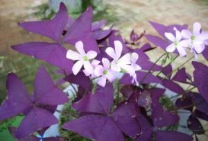 紫叶酢浆草的繁殖方法详细介绍 这么给紫叶酢浆草繁殖其实很简单