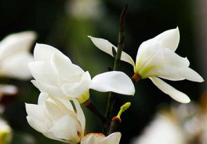 白玉兰的花语和象征代表意义是什么？