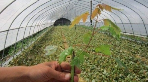 红枫扦插技术：红枫扦插繁殖一般分为春季扦插和夏季扦插。