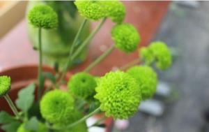 乒乓菊的功效与作用，制成切花观赏性强/药用可治消化不良