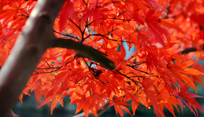 红枫与鸡爪槭的区别是什么 红枫与鸡爪槭的区别