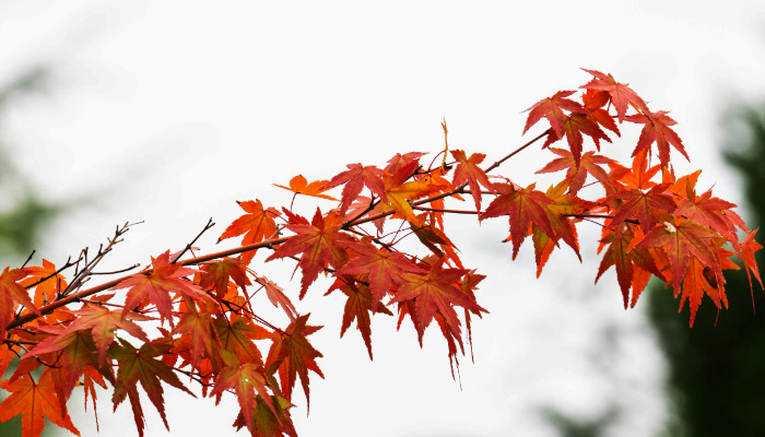红枫和鸡爪槭的区别是啥 红枫和鸡爪槭有什么区别