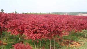 美国红枫叶子不红的原因以及怎么变得更红？