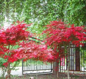 【园艺师分享】日本红枫生长在什么样的地方速度最快