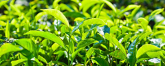 茶叶后期怎么管理栽培，该怎么规划化种