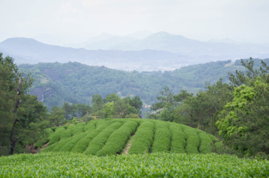 武夷山野茶属于什么茶_武夷山野茶是红茶吗？