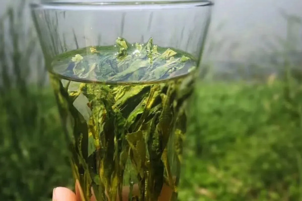 太平猴魁是红茶还是绿茶(太平猴魁是属于红茶还是绿茶)