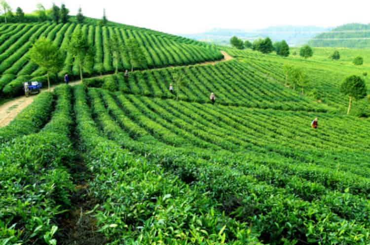 种植茶叶一亩收入多少_50亩茶叶利润有多少
