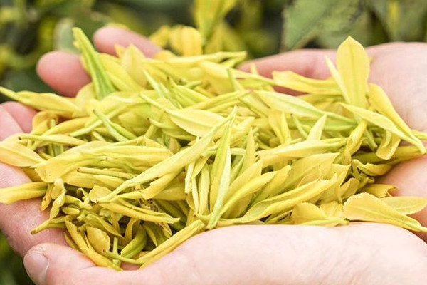黄色茶叶(黄茶有哪些品种及图片)