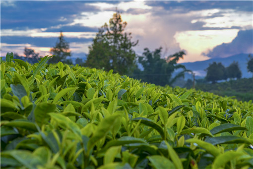 茶叶具体有哪些种类？功效和作用是什么？