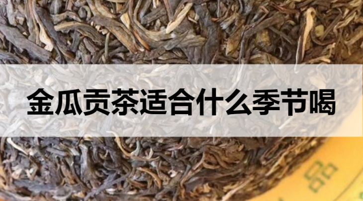 金瓜贡茶适合什么季节喝？