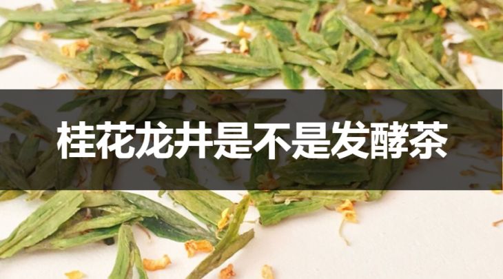 桂花龙井是不是发酵茶？