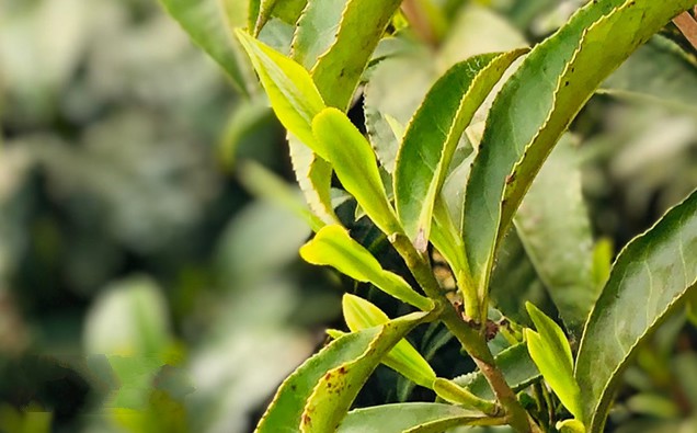 黄山毛峰茶树品种-黄山种
