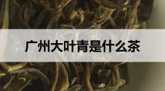 广东大叶青是什么茶？